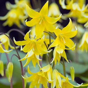 Erythronium 'Pagoda',Dog's Tooth Violet 'Kondo', Trout Lily 'Kondo', Glacier Lily 'Kondo', Fawn Lily 'Kondo', Yellow flowers, shade perennials